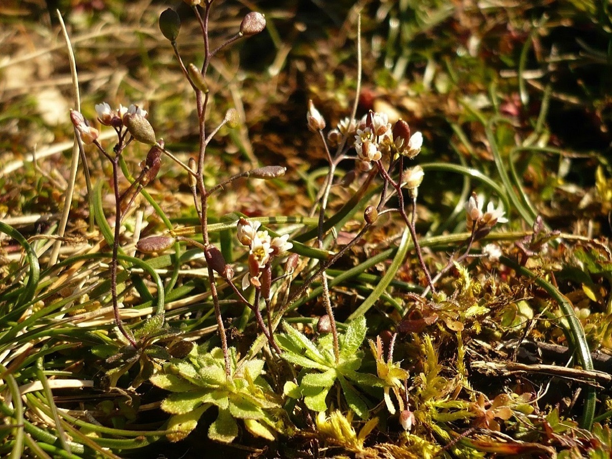 Erophila spathulata (Brassicaceae)